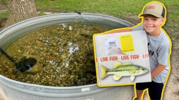 Buying 1,000 Live Fish on Amazon