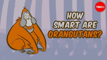 How Smart are Orangutans?