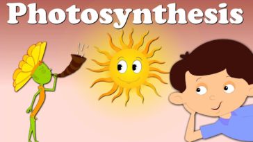 Photosynthesis