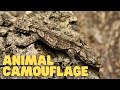 Animal Camouflage: A Guide for Kids and Students