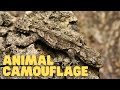 Animal Camouflage: A Guide for Kids and Students
