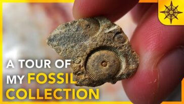 Exploring the Fossil Record: A Journey Through Ancient Life