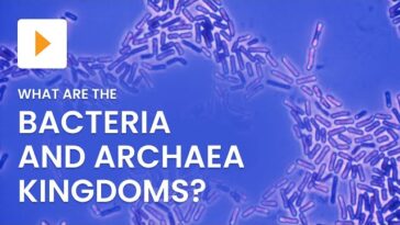 Exploring the Unique Characteristics of Bacteria and Archaea Kingdoms
