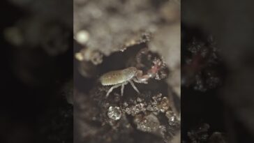 Exploring the World of Pseudoscorpions: Tiny Arachnids with a Big Impact