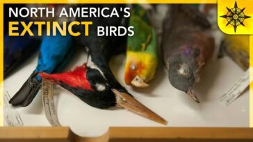 Extinct Birds of North America: A Journey into the Past