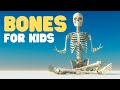 Our Amazing Bones: An Educational Journey through the Skeletal System