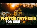 Photosynthesis: The Life-Giving Process of Plants