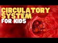 The Circulatory System: The Lifeline of Our Bodies