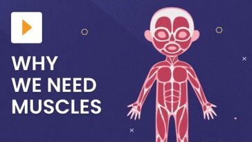 The Marvelous World of Muscles: Types, Functions, and Health