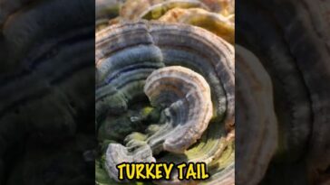Turkey Tail Mushrooms: Unlocking the Secrets of Radiant Skin