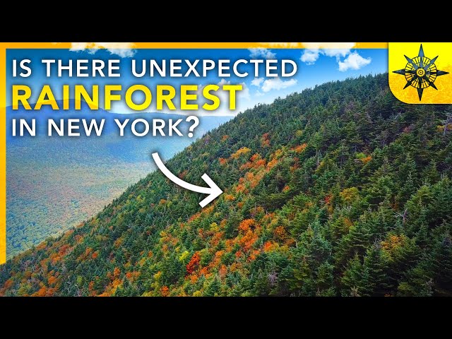 Uncovering Hidden Rainforests Exploring Temperate Rainforests In Uncovering Hidden Rainforests Exploring Temperate Rainforests In