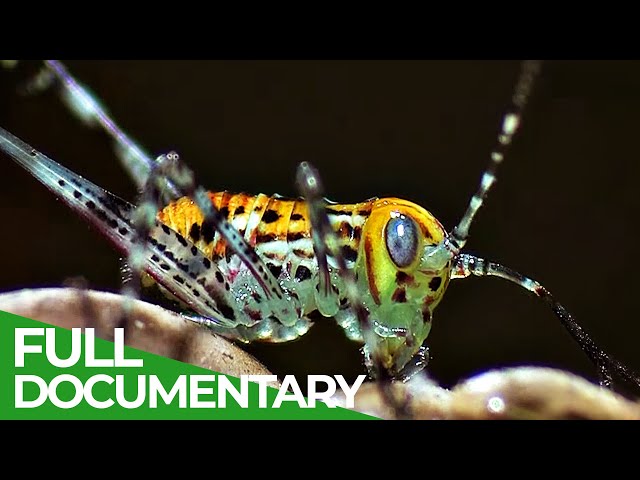 Tiny Titans The Fascinating World Of Insects Schooltube Tiny Titans The Fascinating World Of Insects Schooltube