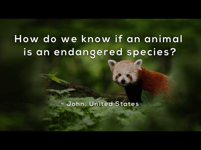 Understanding Endangered Species A Guide For Kids Schooltube Understanding Endangered Species A Guide For Kids Schooltube