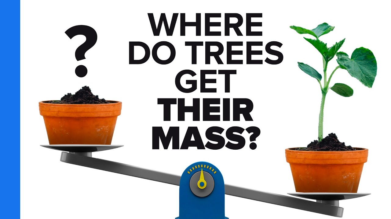 The Secret Life of Trees: Where Does All That Wood Come From? | SchoolTube