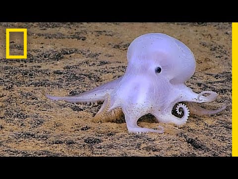Unveiling the Octopus Meaning: From Deep-Sea Mysteries to Symbolism